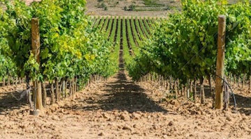 Druivenplantage Spain